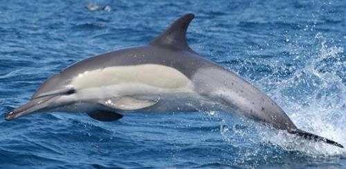 超125只海豚在美国海滩集体搁浅 至少10只已死亡