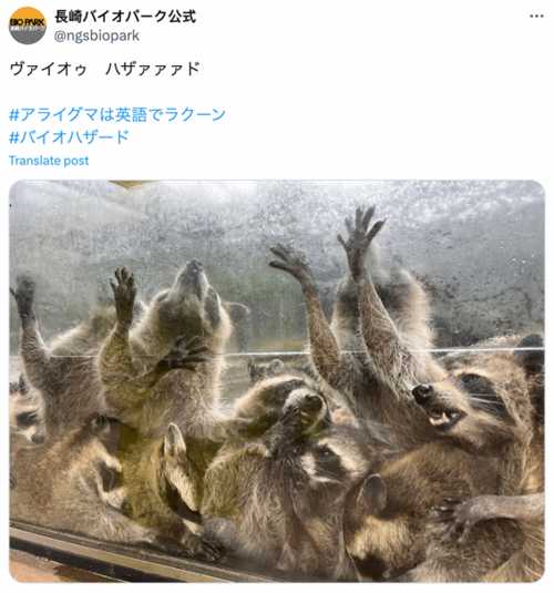 日本动物园发浣熊惊悚照 《生化》官方翻牌：太像了