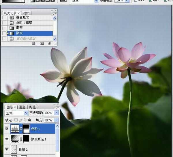 photoshop合成制作蓝天下清爽的荷花美图